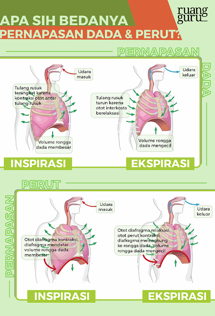 Detail Gambar Pernapasan Manusia Gambar Pernapasan Perut Nomer 40