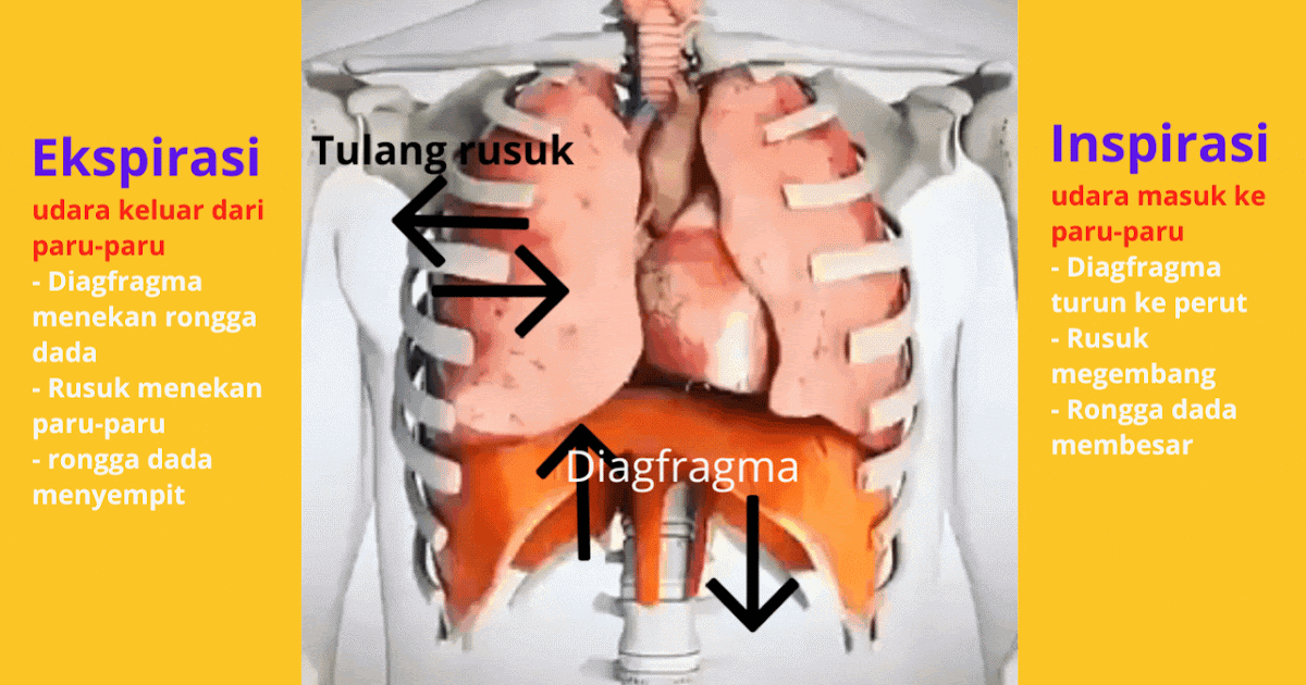 Detail Gambar Pernapasan Manusia Gambar Pernapasan Perut Nomer 48