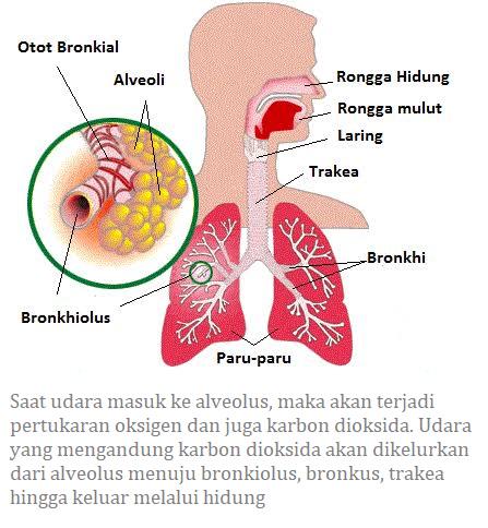 Detail Gambar Pernapasan Manusia Gambar Sistem Ekskresi Ginjal Nomer 31