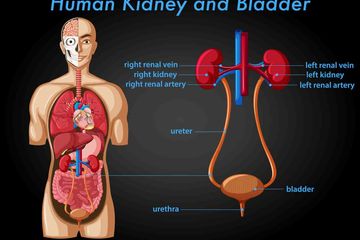 Detail Gambar Pernapasan Manusia Gambar Sistem Ekskresi Ginjal Nomer 5