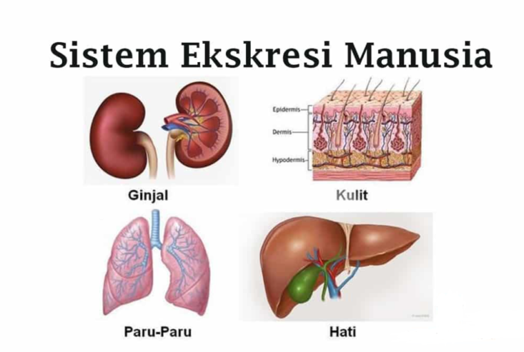 Detail Gambar Pernapasan Manusia Gambar Sistem Ekskresi Ginjal Nomer 46