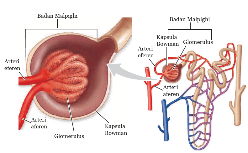 Detail Gambar Pernapasan Manusia Gambar Sistem Ekskresi Ginjal Nomer 47