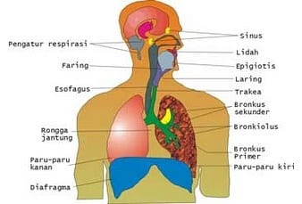 Detail Gambar Pernapasan Manusia Gambar Sistem Pencernaan Dan Penjelasannya Nomer 44