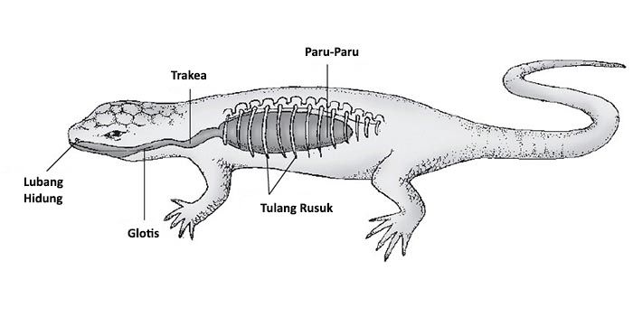 Detail Gambar Pernapasan Pada Buaya Nomer 2