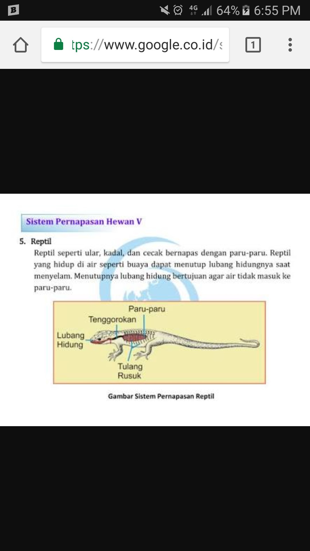 Detail Gambar Pernapasan Pada Buaya Nomer 20