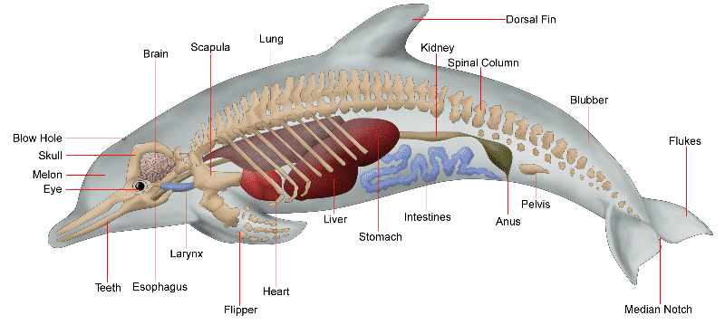 Detail Gambar Pernapasan Pada Hewan Nomer 35