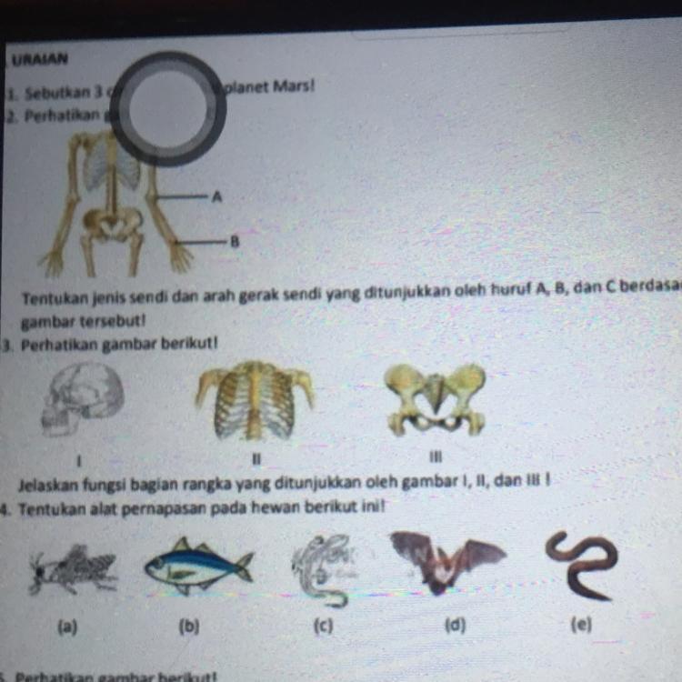 Detail Gambar Pernapasan Pada Hewan Nomer 42