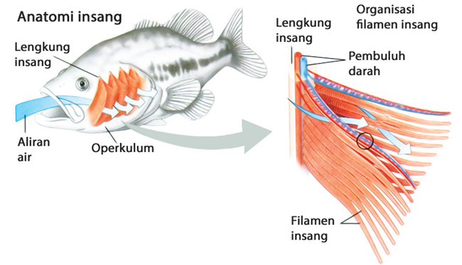 Detail Gambar Pernapasan Pada Hewan Nomer 8