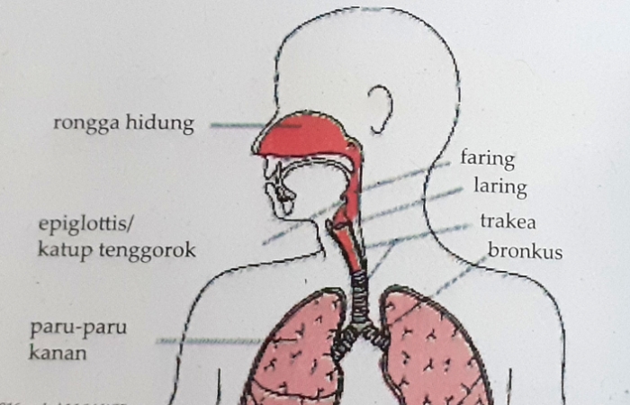 Detail Gambar Pernapasan Pada Manusia Nomer 16