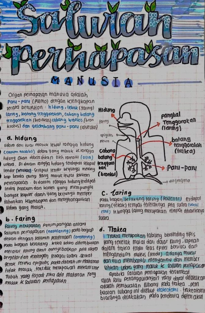 Detail Gambar Pernapasan Pada Manusia Nomer 24