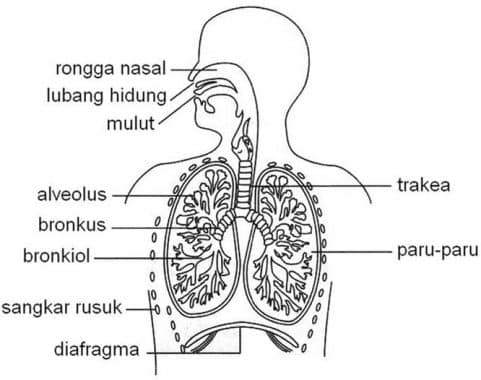 Detail Gambar Pernapasan Pada Manusia Nomer 25