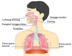 Detail Gambar Pernapasan Pada Manusia Nomer 39