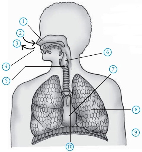 Detail Gambar Pernapasan Pada Manusia Nomer 46