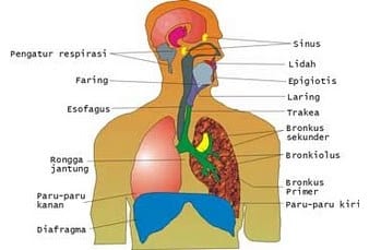 Detail Gambar Pernapasan Pada Manusia Nomer 49