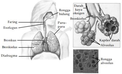 Detail Gambar Pernapasan Pada Manusia Nomer 55