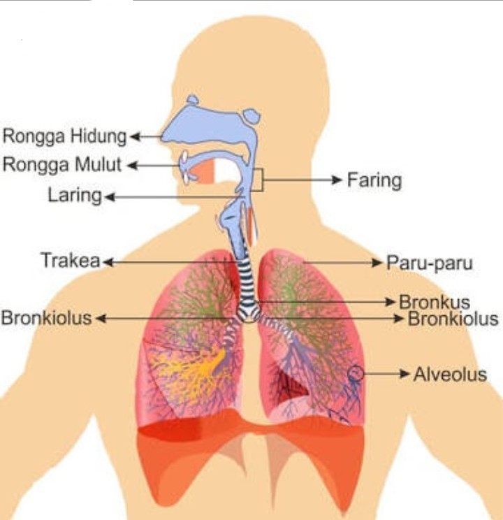 Detail Gambar Pernapasan Pada Manusia Nomer 8