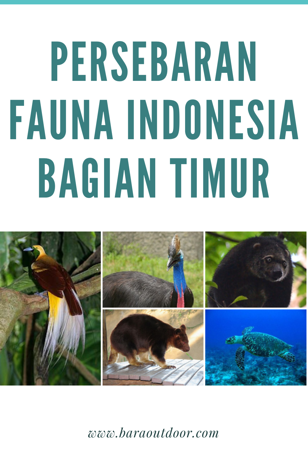 Detail Gambar Persebaran Fauna Di Indonesia Nomer 29
