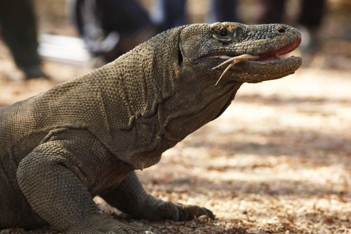 Detail Gambar Persebaran Fauna Di Indonesia Nomer 35