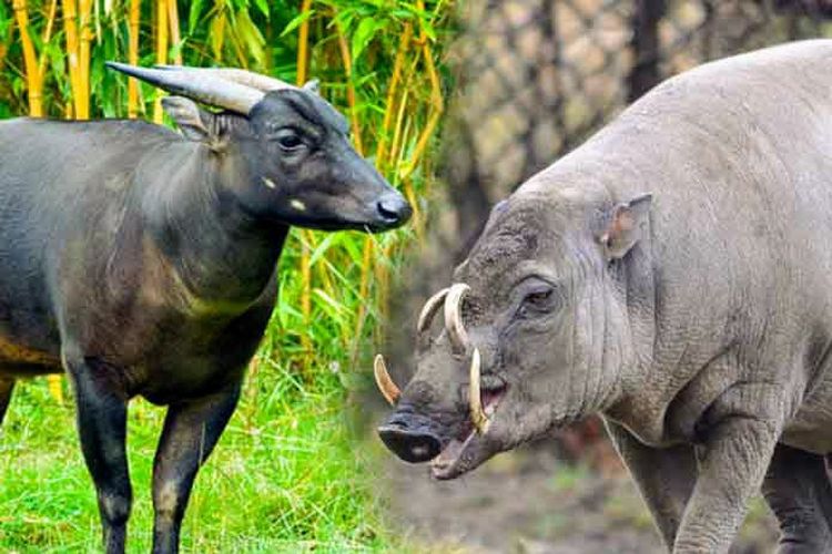 Download Gambar Persebaran Fauna Di Indonesia Nomer 40