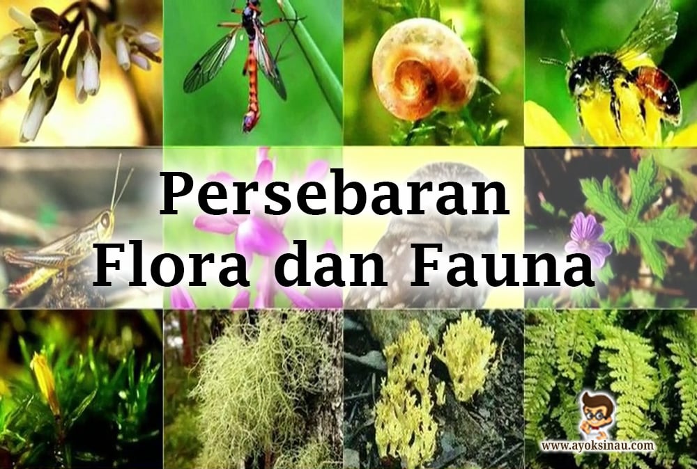 Detail Gambar Persebaran Flora Dan Fauna Di Indonesia Nomer 23