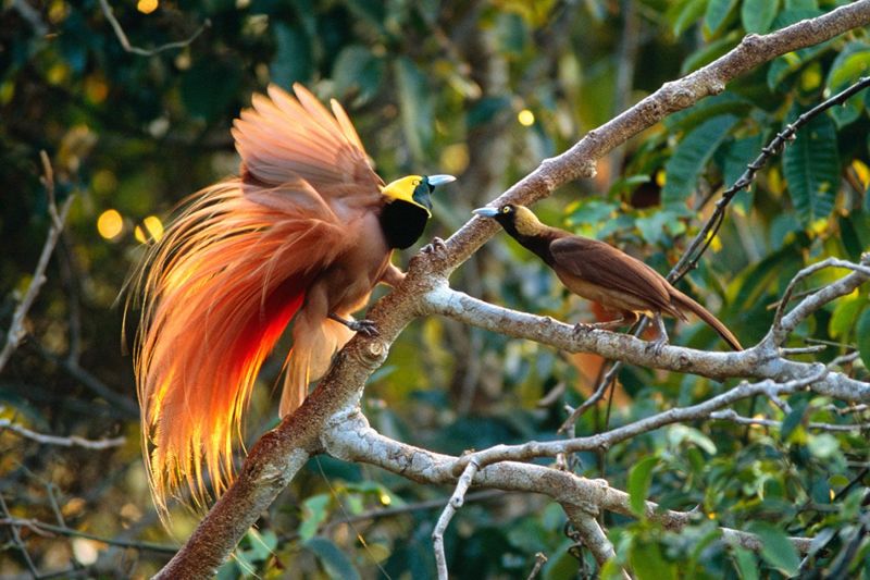 Detail Gambar Persebaran Flora Dan Fauna Di Indonesia Nomer 38