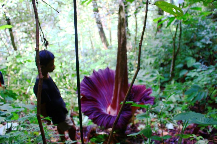 Detail Gambar Persebaran Flora Dan Fauna Di Indonesia Nomer 43