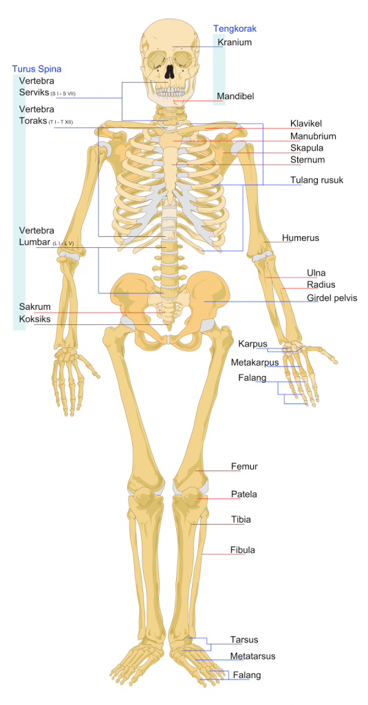 Detail Gambar Persendian Manusia Nomer 12