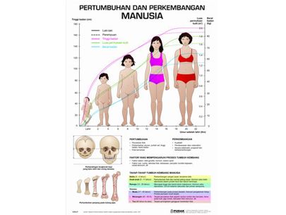 Detail Gambar Pertumbuhan Dan Perkembangan Manusia Nomer 28