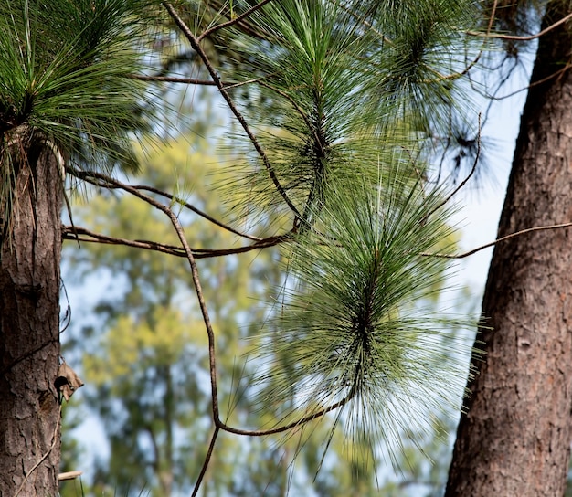 Detail Gambar Pinus Merkusii Nomer 8