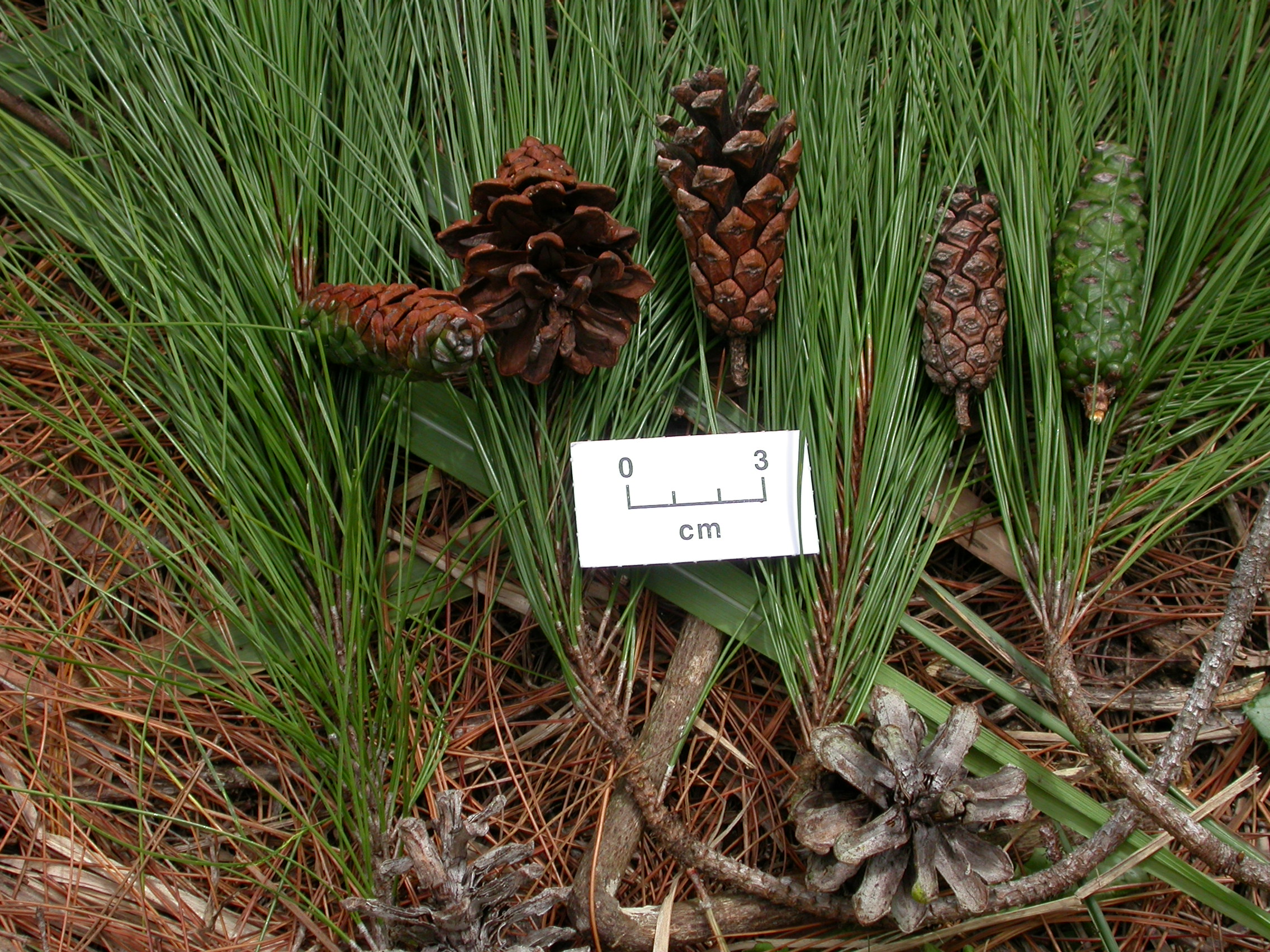 Detail Gambar Pinus Merkusii Nomer 10