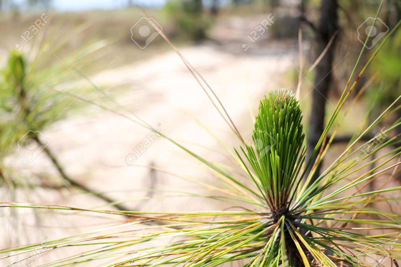 Detail Gambar Pinus Merkusii Nomer 12