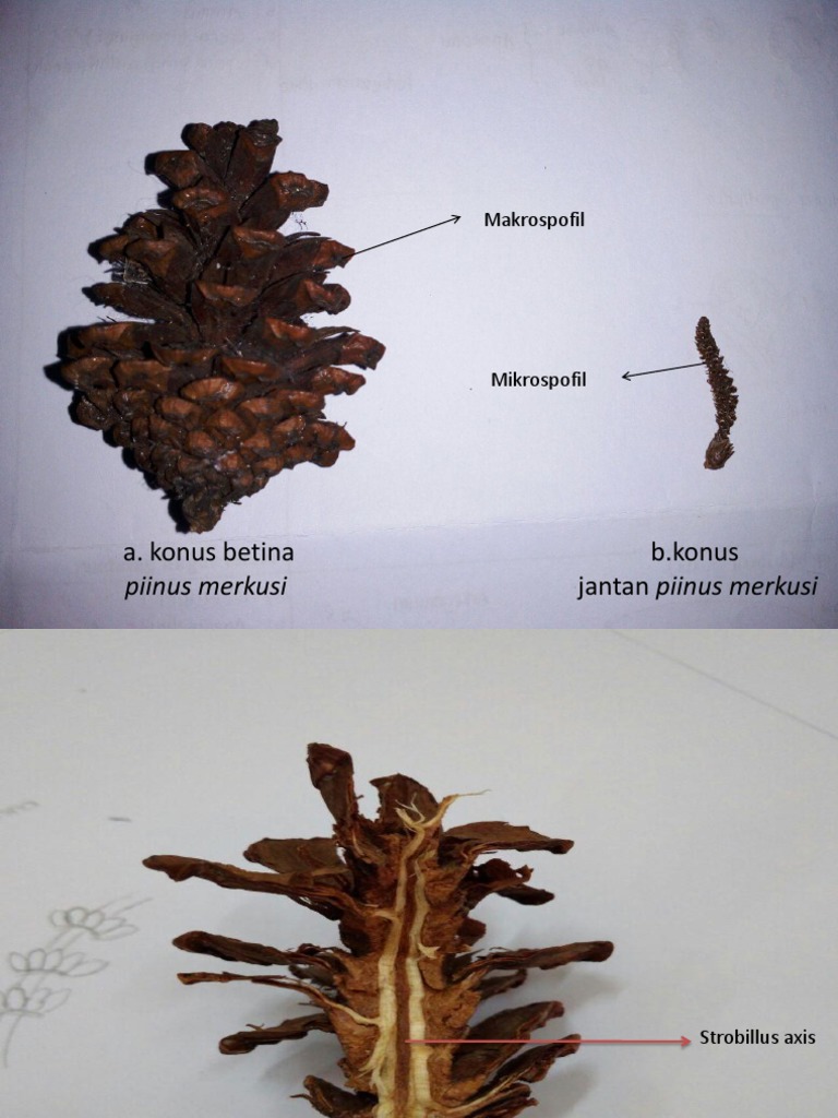 Detail Gambar Pinus Merkusii Nomer 17