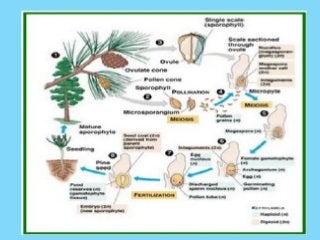 Detail Gambar Pinus Merkusii Nomer 27