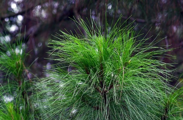 Detail Gambar Pinus Merkusii Nomer 28