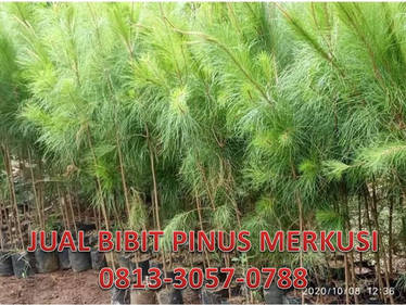 Detail Gambar Pinus Merkusii Nomer 29