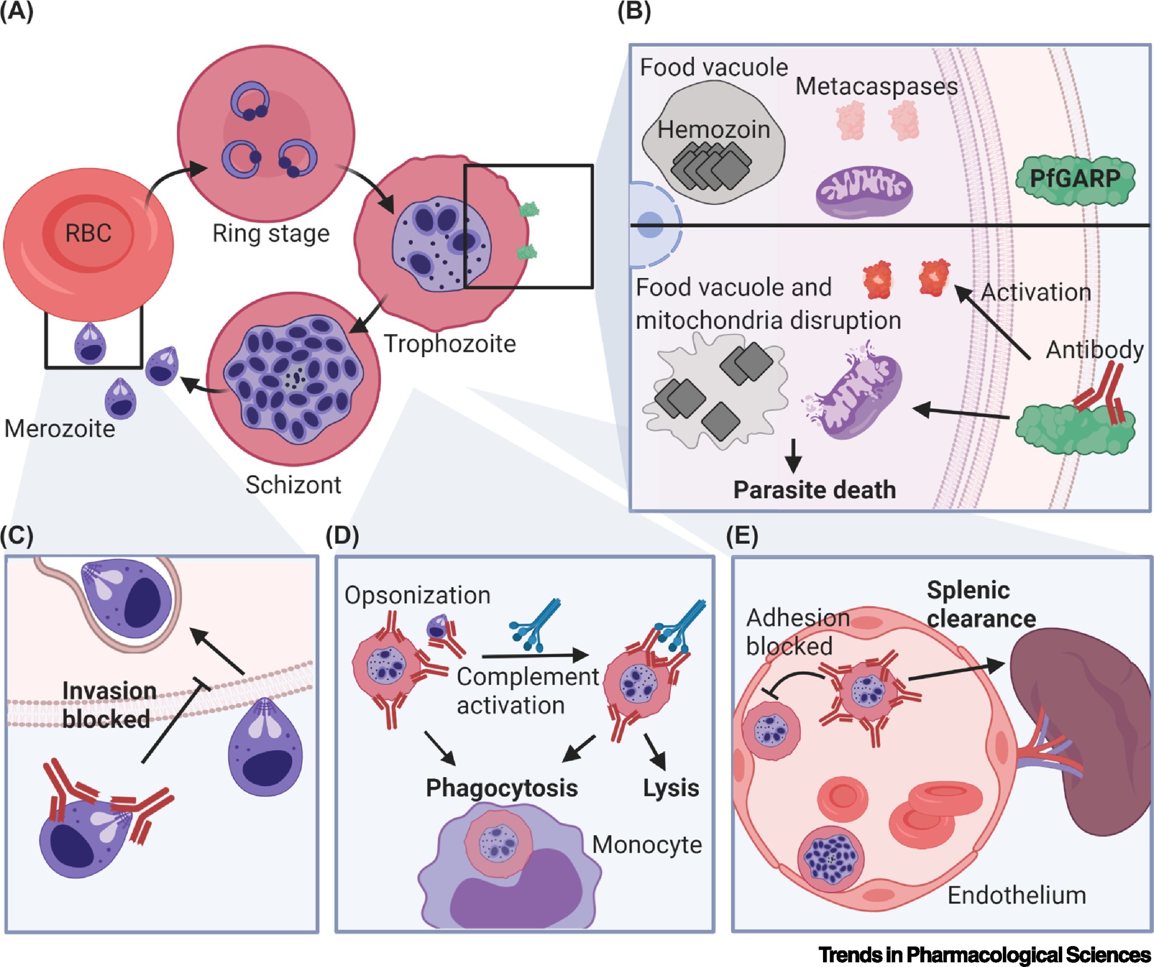 Detail Gambar Plasmodium Falciparum Nomer 18