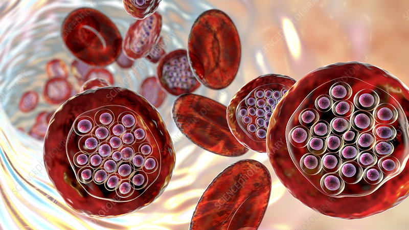 Detail Gambar Plasmodium Falciparum Nomer 32