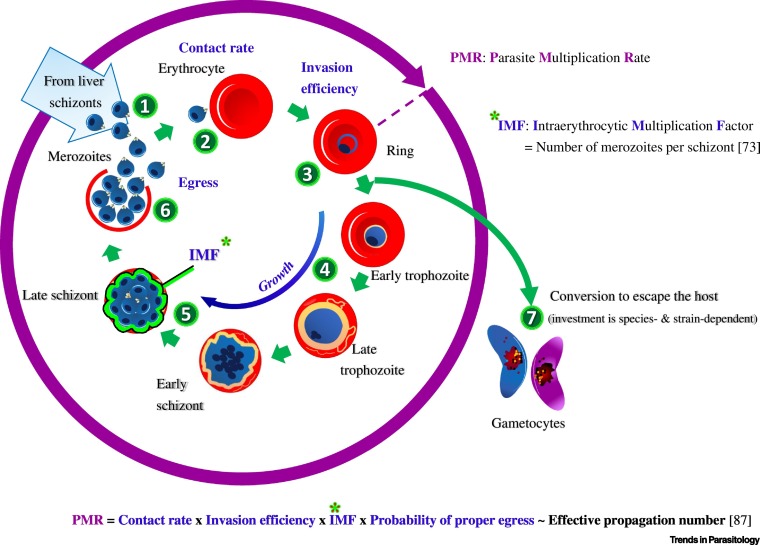 Detail Gambar Plasmodium Falciparum Nomer 41