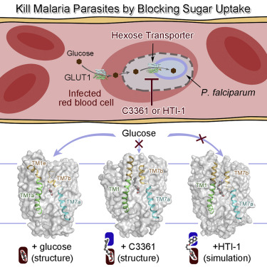 Detail Gambar Plasmodium Falciparum Nomer 47