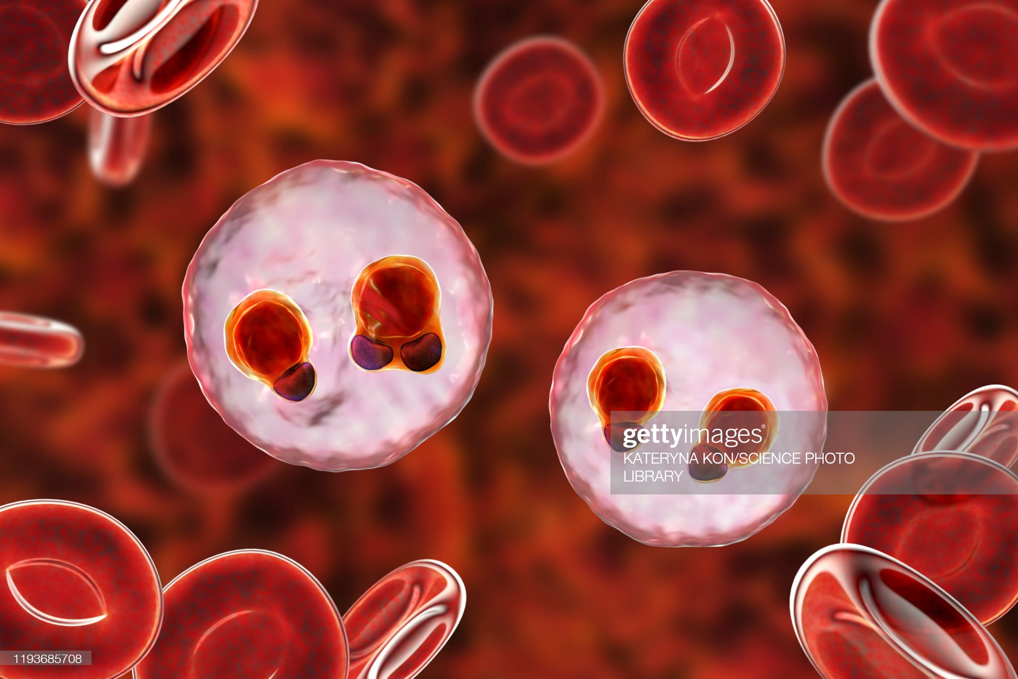 Detail Gambar Plasmodium Falciparum Nomer 49