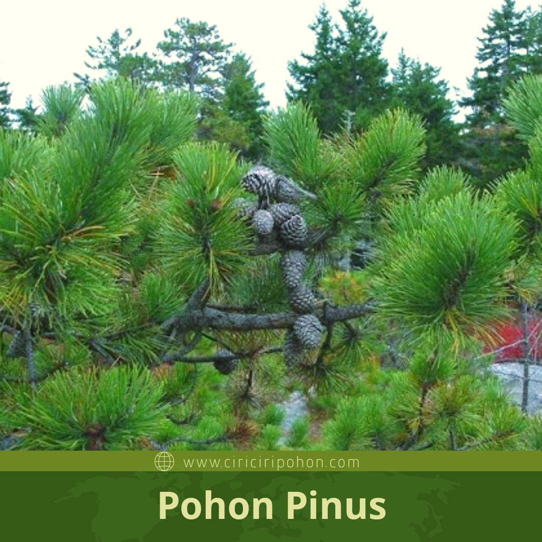 Detail Gambar Pohon Pinus Merkusii Nomer 10