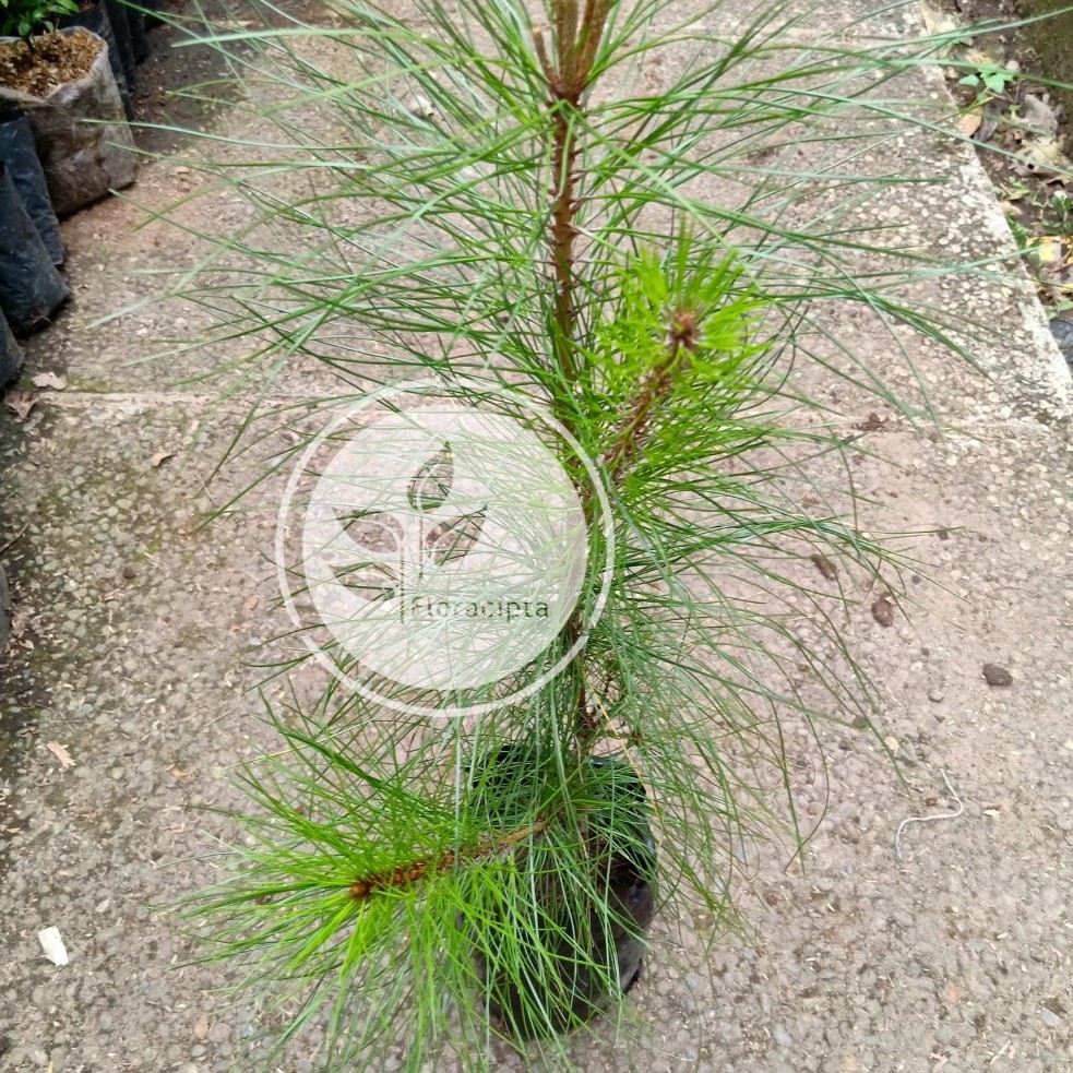 Gambar Pohon Pinus Merkusii - KibrisPDR