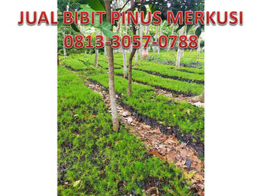 Detail Gambar Pohon Pinus Merkusii Nomer 17