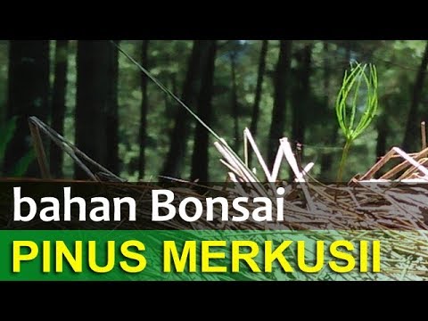 Detail Gambar Pohon Pinus Merkusii Nomer 25