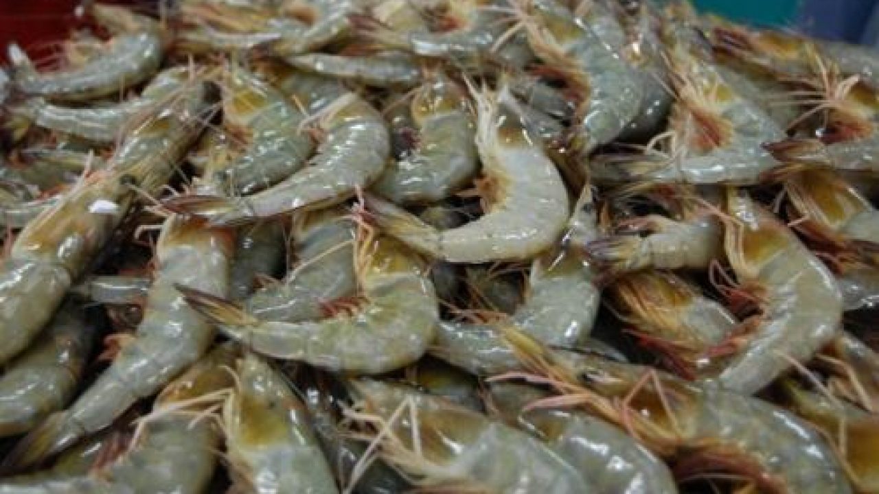 Detail Gambar Pola Untuk Udang Buatan Nomer 10