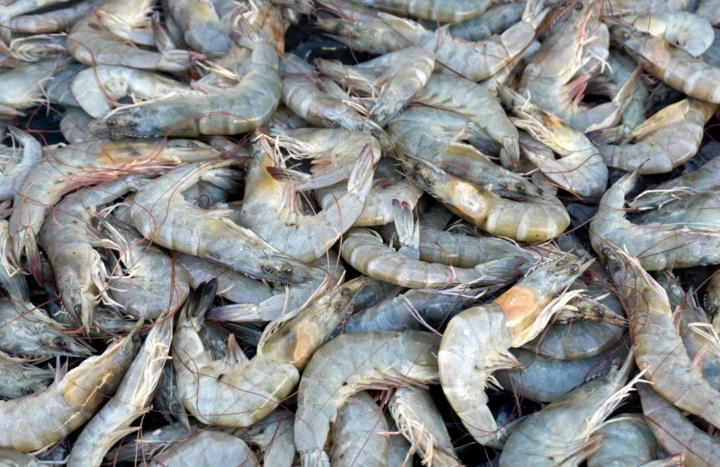 Detail Gambar Pola Untuk Udang Buatan Nomer 19