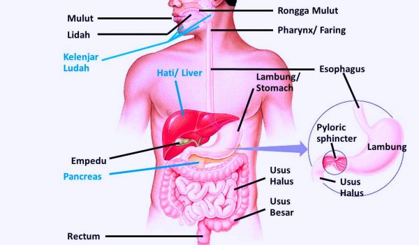 Detail Gambar Posisi Lambung Pada Tubuh Manusia Nomer 18