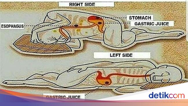 Detail Gambar Posisi Lambung Pada Tubuh Manusia Nomer 27