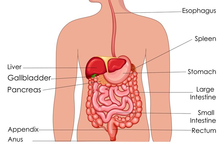 Detail Gambar Posisi Lambung Pada Tubuh Manusia Nomer 40