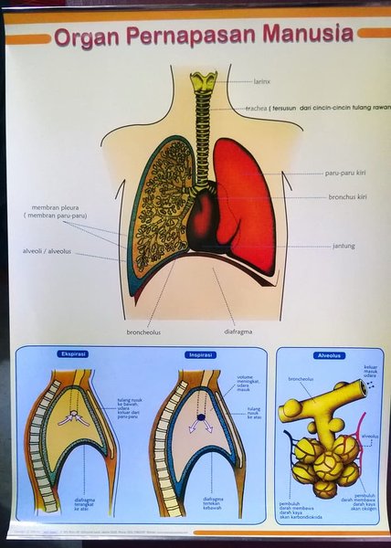 Detail Gambar Poster Menjaga Alat Pernapasan Nomer 19